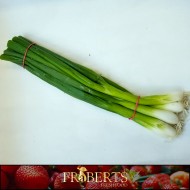 Green Onions - bunch